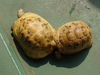 �w�ォ��