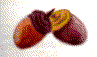 donguri
