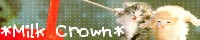 Milk Crown
