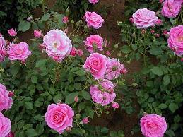 �o���͑����̐l�𖣗����܂��B���܂ł����ꂩ����B