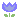 tulip