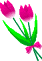 tulip