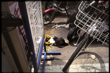 銀座の猫