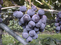 紫玉(欧米雑種