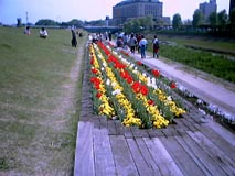 越谷元荒川土手のお花畑