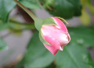 perpetue 07