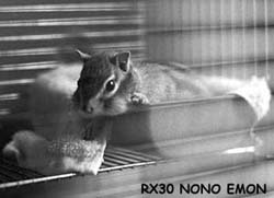 nono