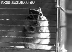 suzu