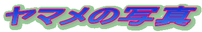 }̎ʐ^