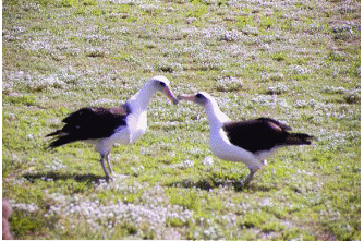 �R�A�z�E�h���̃_���X�@�A��