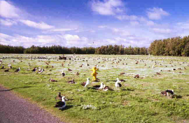 �p�m���}�E