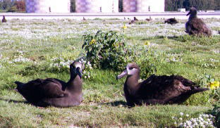 �N���A�V�A�z�E�h��